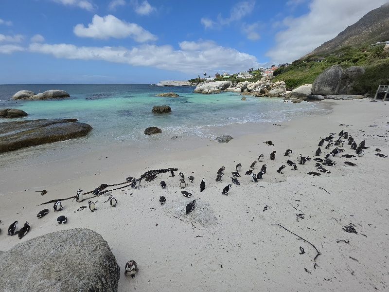 Boulders beach off Cape Town